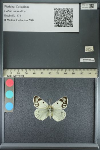 Media type: image;   Entomology 184543